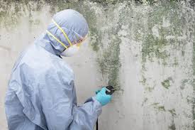 Best Mold Remediation for Healthcare Facilities  in Meadow Vista, CA